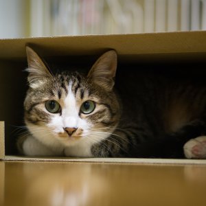僅か3畳の狭小賃貸物件でも人気の理由とは？入居率が驚異の99%の棟も。都心で広がる極小スペース生活