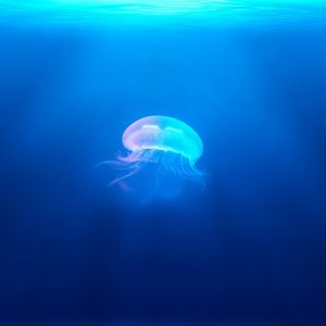 セントラル短資FXとは？高機能予測ツール「みらいチャート」に無料クラブオフ会員などサービス充実-ガッツリFX